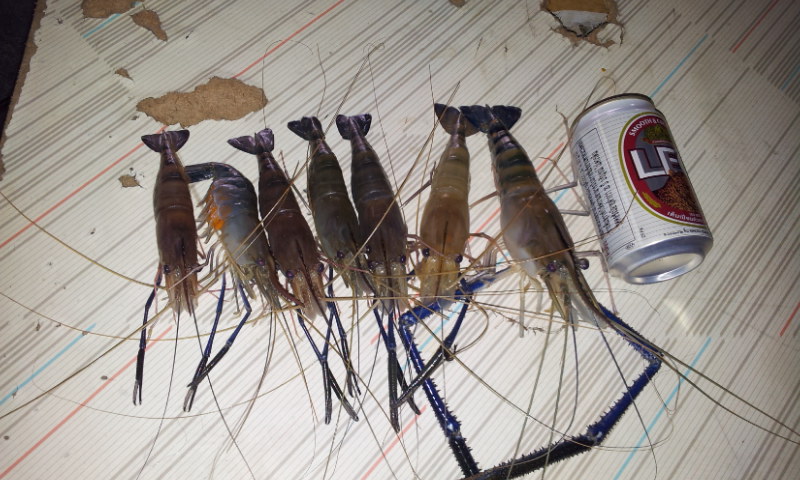 กุ้งบางปะกงใต้สะพาน