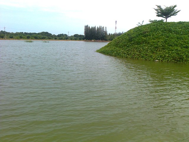 Peacock bass แถวบ้านผมเอง (ระยอง)