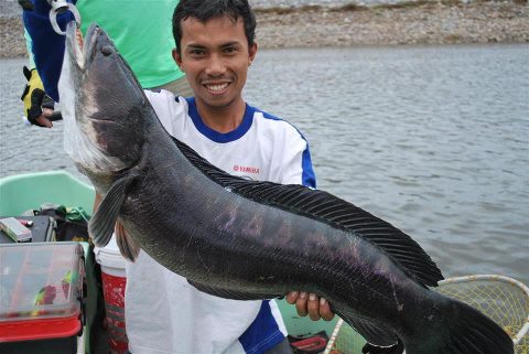 มีปลามาให้ดู
