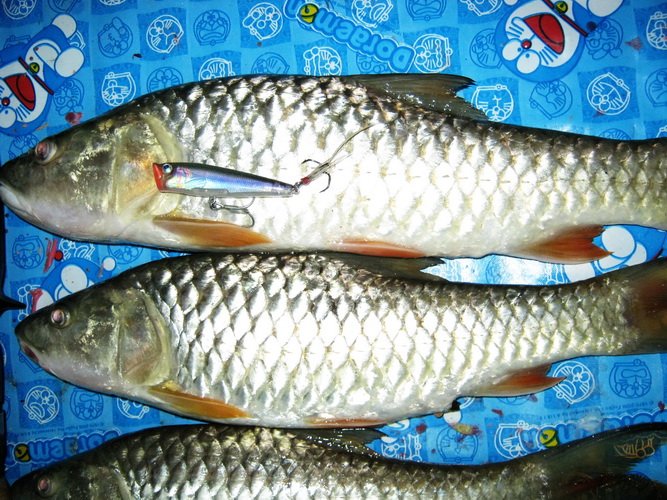 สูบๆ