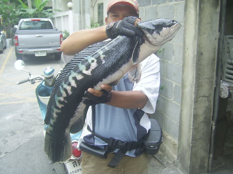 จิบ......ชะโดใหญ่ในเมืองกรุง (สตรีวิทยา2)
