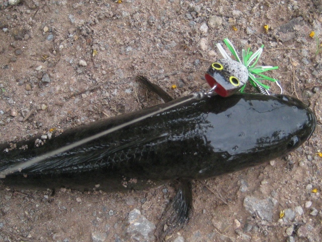 ไปส่งของเลยติดเบ็ดไปครับ (koh-M  jumpingfrog)