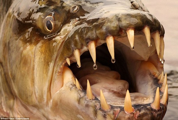 ประมวลภาพสัตว์น้ำจืดแปลกตา โดยนักสร้างหนังชาวอังกฤษ