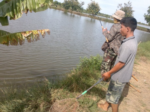 กะพงขาวในบ่อเลี้ยงกุ้งท่าข้าม,พระราม2