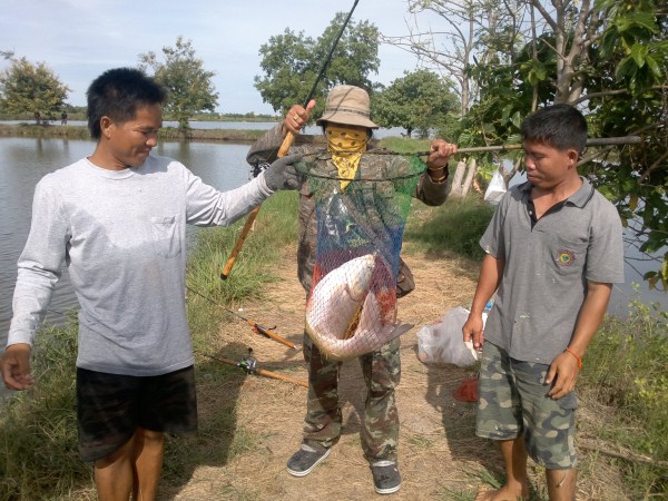 กะพงขาวในบ่อเลี้ยงกุ้งท่าข้าม,พระราม2