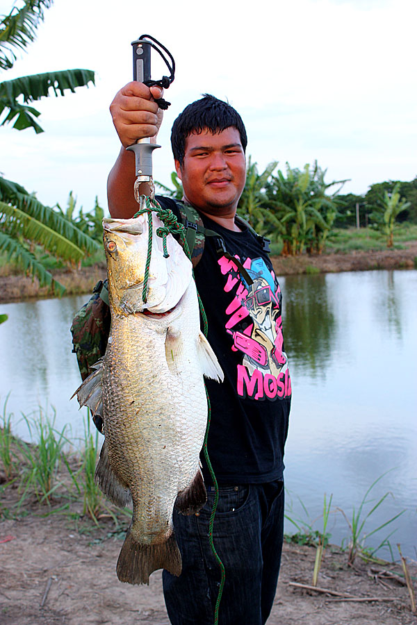 กระพงแปดริ้ว 2