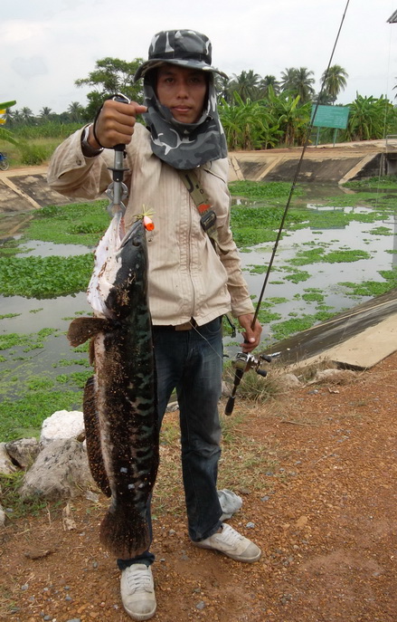 ชะโด นครชัยศรี