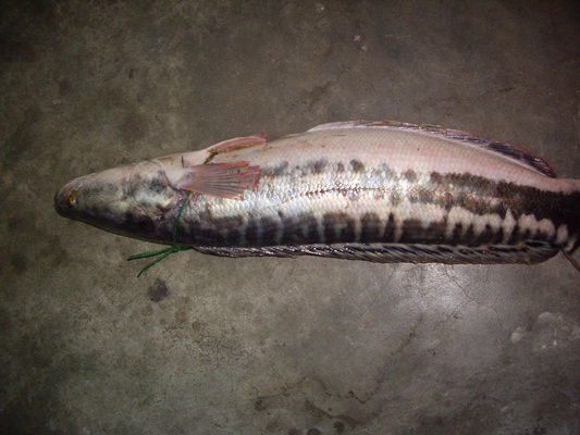 ชะโดน้ำมูล 4.1 กก.ครับวันนี้