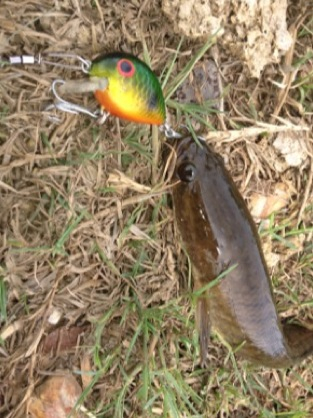 เทสเหบื่อดำตื้นทำเองครัล