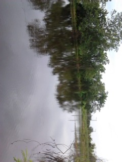 ปลาช่อนหลังฝนตกดุมากภาค2