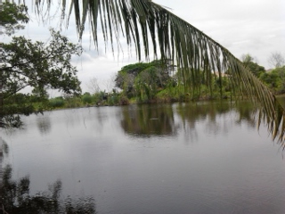 ปลาช่อนหลังฝนตกดุมากภาค2