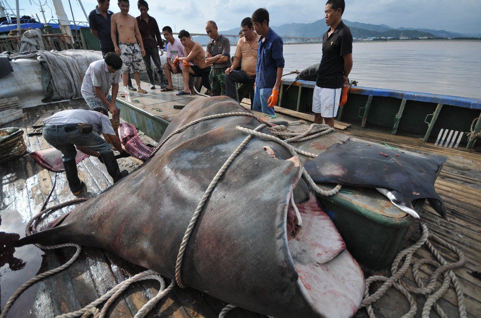 พบปลากระเบนยักษ์ หนักกว่า 1,000 กิโลกรัม ในจีน