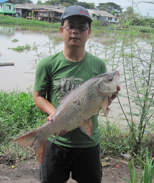 ยี่สกป่าแม่นำน้อย (แยกจากแม่นำท่าจีน อ.บางปลาม้า จ.สุพรรณบุรี)