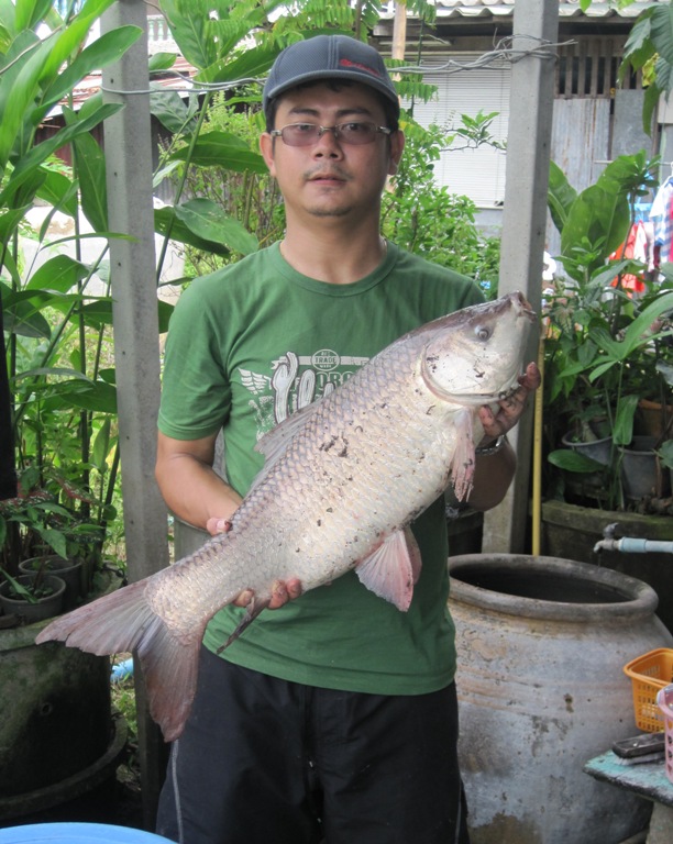 ยี่สกป่าแม่นำน้อย (แยกจากแม่นำท่าจีน อ.บางปลาม้า จ.สุพรรณบุรี)