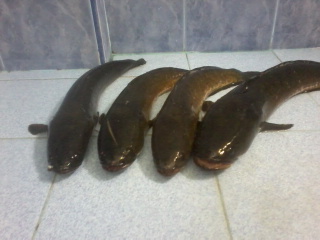 สดๆร้อนกับปลาช่อนเมือเช้านี้