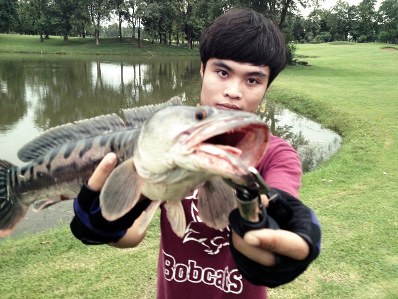 ชะโดจิบ..สนามก๊อฟ!!
