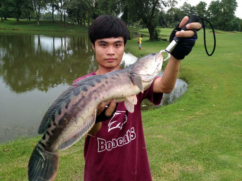 ชะโดจิบ..สนามก๊อฟ!!