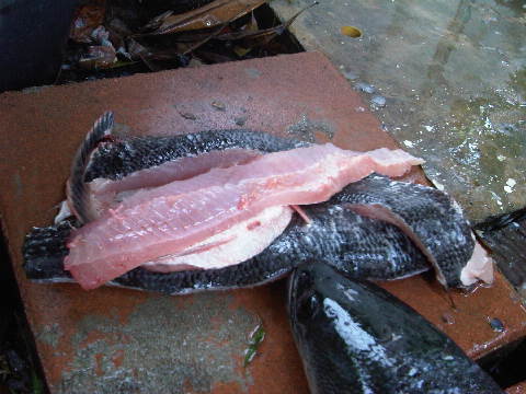 ปลาสนามกอฟ กัดกระจาย15