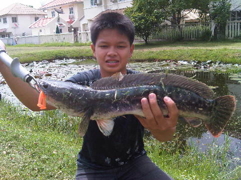 ปลาสนามกอฟ กัดกระจาย15