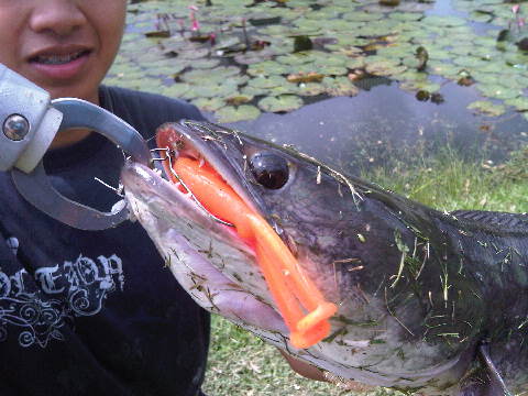 ปลาสนามกอฟ กัดกระจาย15