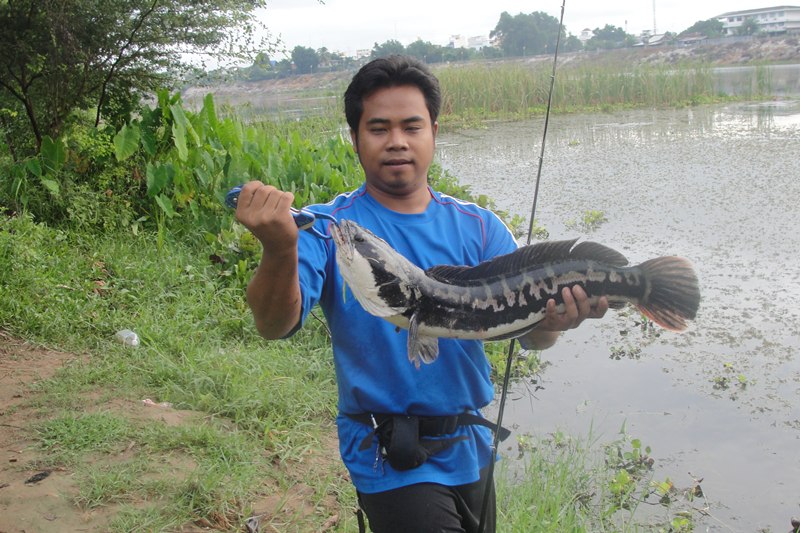 Like Action  กบบ้านๆ VS ชะโด