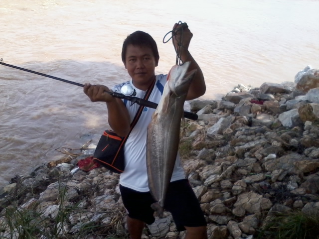 เค้ากำแพง ตัวน้อยเจิมรอกใหม่