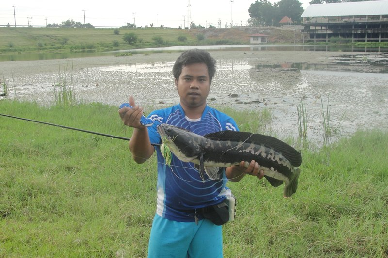  Like Action  กบบ้านๆ VS ชะโดโหด