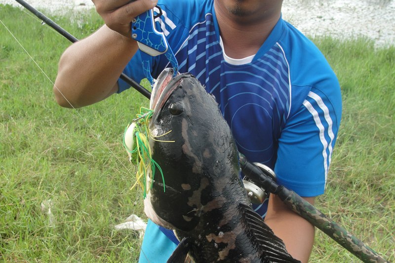  Like Action  กบบ้านๆ VS ชะโดโหด