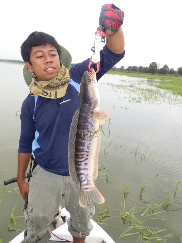 ปลาวันนี้ครับ พอได้มัน หนองปลาไหลระยอง 