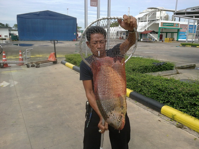ปลาแรดยามเช้าครับหมายที่เดิมๆ