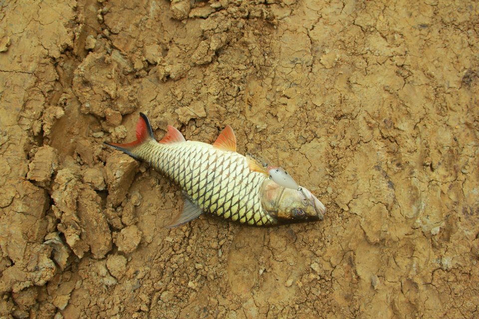 ทริปโหดบางปลาม้า สุพรรณบุรี