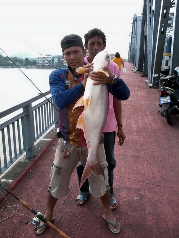 คุณโชกุนอีกแล้วครับ(ที่สะพานซังฮี้ประมาณ16.00น.กว่า)