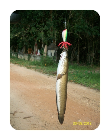 พอได้ป่น