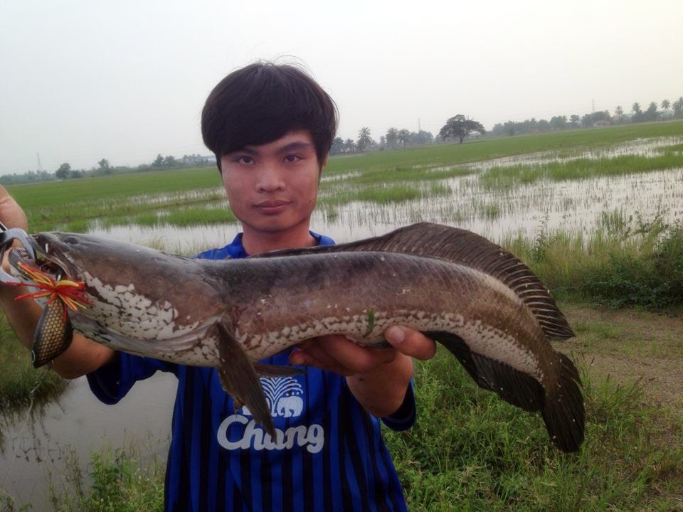 ช่อนนา..ไซล์สวย!!