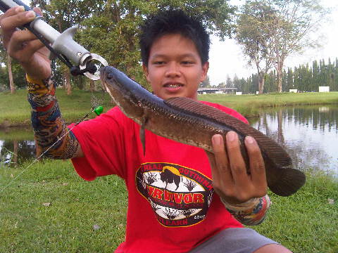 ปลาสนามกอฟ กัดกระจาย16