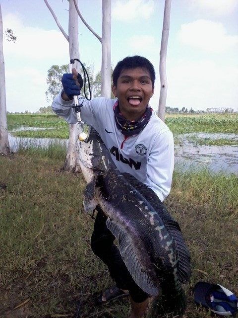 ชะโด โต โต 8.00 kg (โคราช)