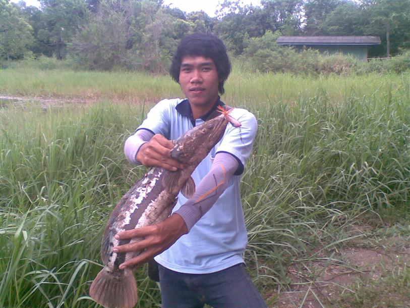 ไปล่าชะโด+สวาย+ปลาม้า+ช่อนรวมๆๆ