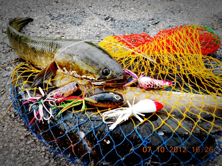 พากบน้าโทนไปเปิดซิงในบางสุราษฎร์ธานี