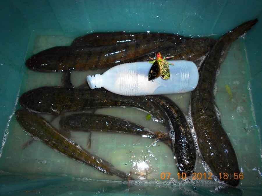 พากบน้าโทนไปเปิดซิงในบางสุราษฎร์ธานี