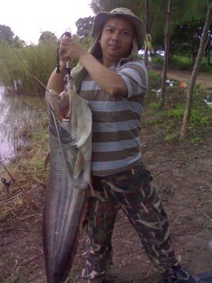 ปลาเค้าใหญ่ ณ หนองขวาง จ.พะเยา
