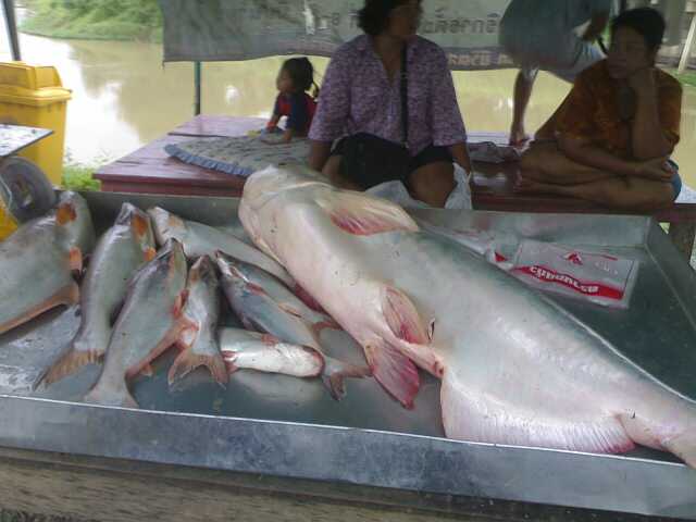 เขื่อนพระรามหกยังมีตัว