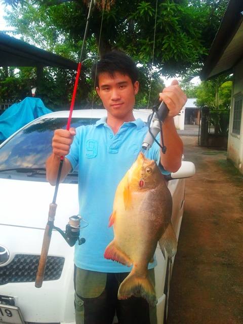 จาระเม็ดกัดสปิน