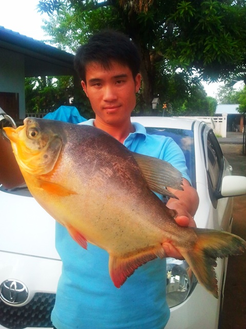 จาระเม็ดกัดสปิน