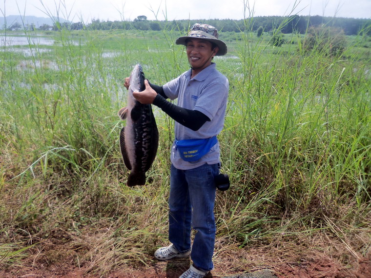 ชะโดลาย