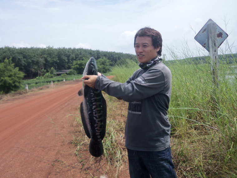 ชะโดลาย