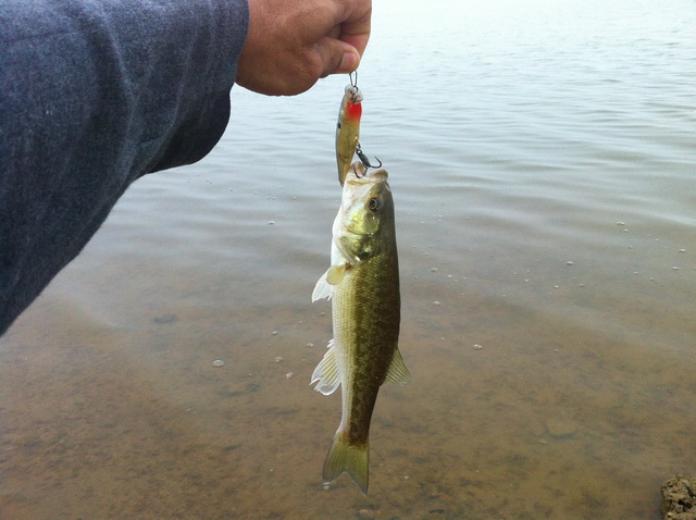 ลองชมนะครับ   bass