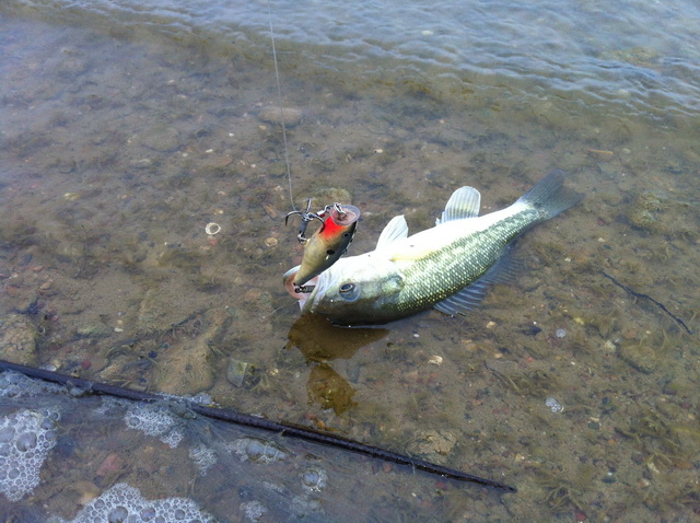 ลองชมนะครับ   bass
