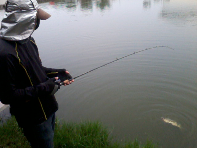 RAPALA RIPPIN ตกปลาช่อน ชะโด กระพง (ภาค2)