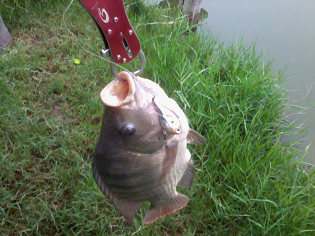 RAPALA RIPPIN ตกปลาช่อน ชะโด กระพง (ภาค2)