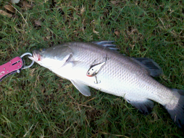 RAPALA RIPPIN ตกปลาช่อน ชะโด กระพง (ภาค2)